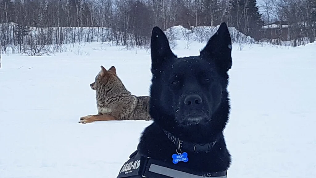Perro se convierte en el mejor amigo de un coyote y juegan todos los días 6 30516632 1874358752855521 4762988915877478400 n