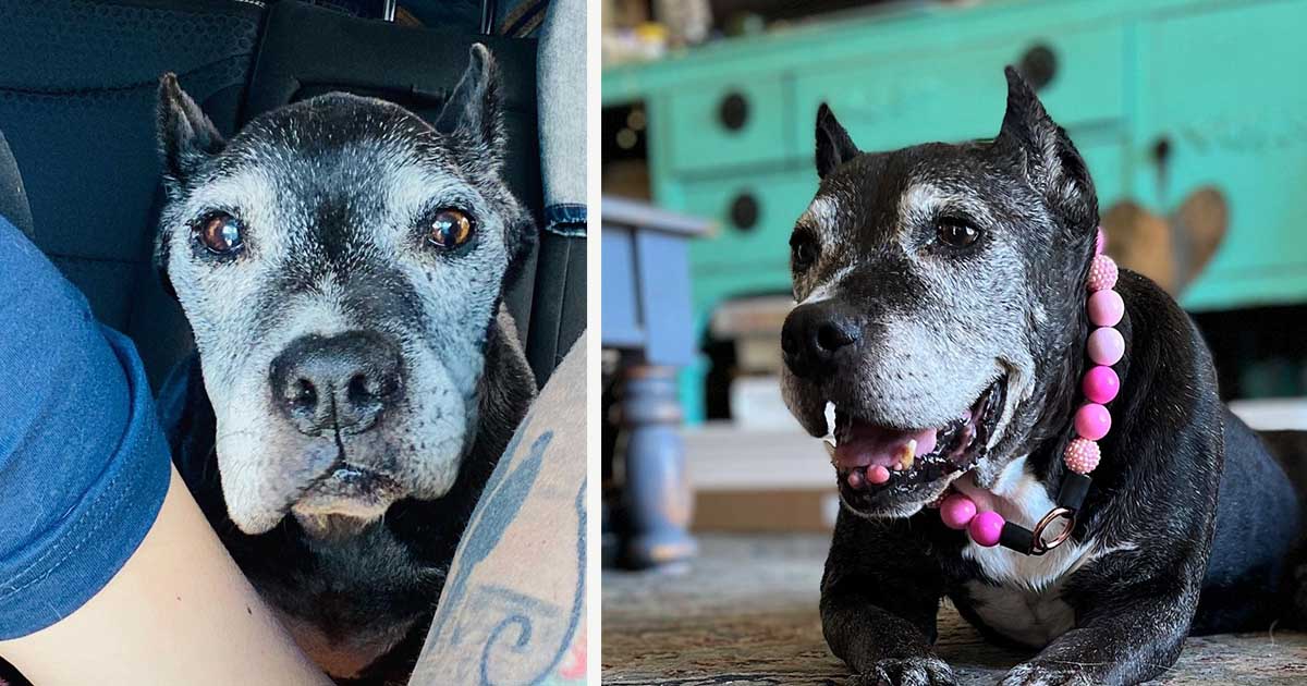 A esta perrita mayor le quedaba solo una hora. Entonces una familia la salvó
