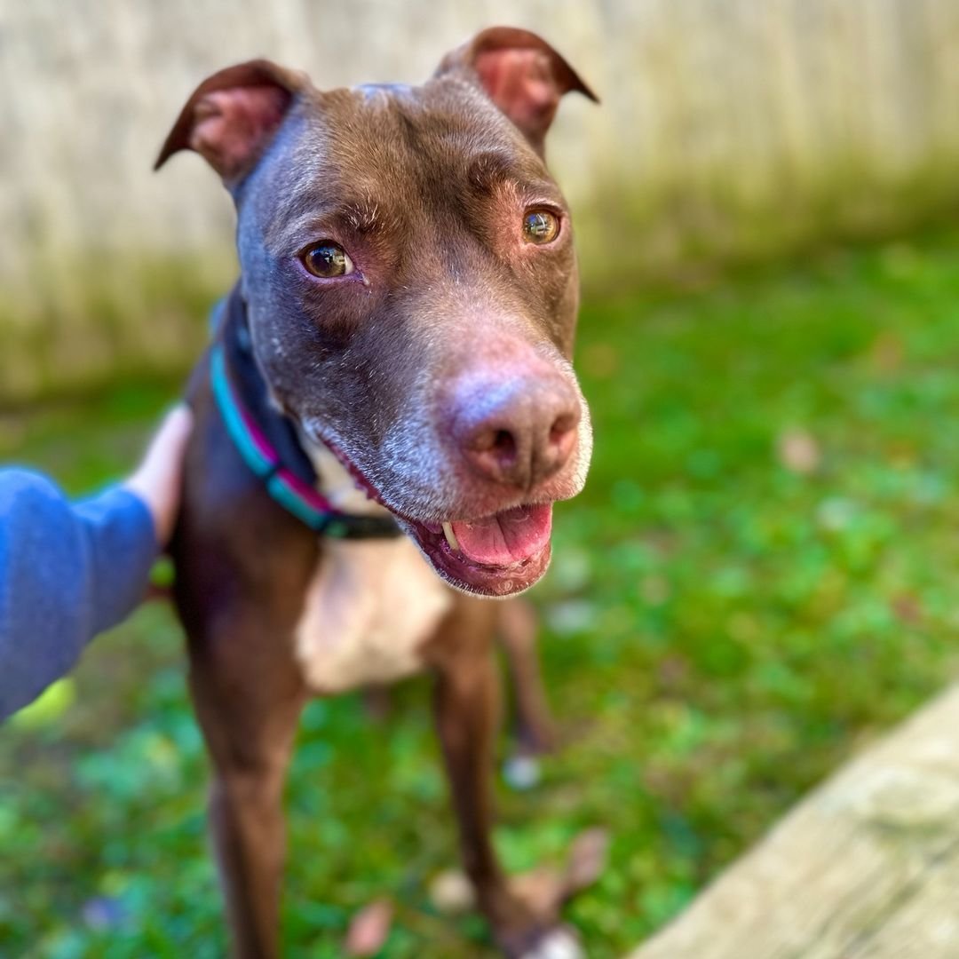 Esta perrita está muy confundida cuando su familia la abandona después de 7 años 3 Adorable perrita de refugio