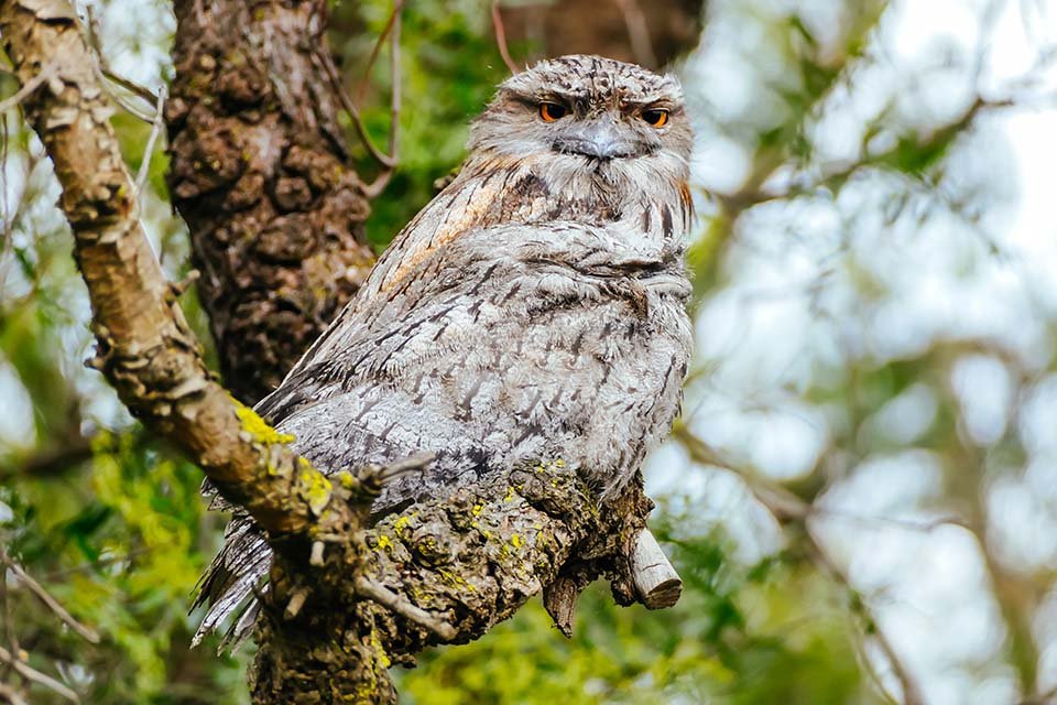 Buen samaritano encuentra una "bola de algodón" en el suelo y se da cuenta de que está viva 7 Tawny Frogmouth