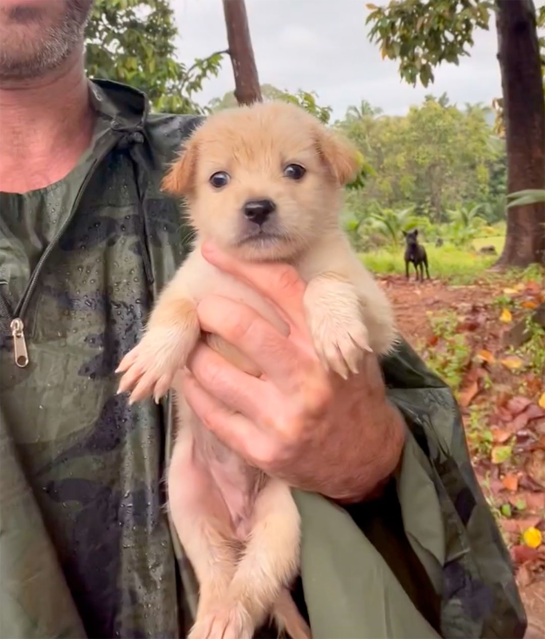 Hombre escucha el llanto más triste en la selva y encuentra a un cachorro abandonado 6 Cachorra encontrada abandonada