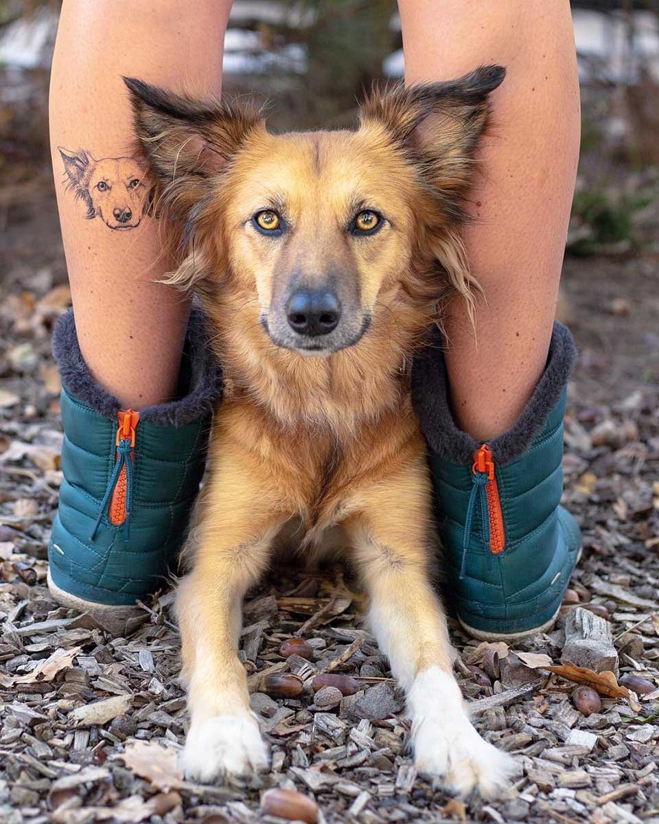 Perrita temerosa rescatada de un refugio debe ser cargada para salir a caminar 11 Hermosa perrita rescatada