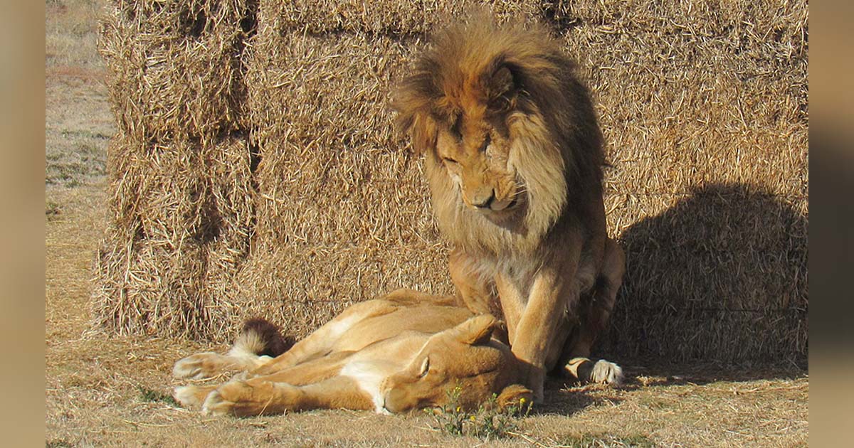León queda lado compañera final