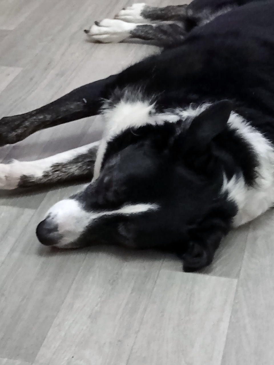 Perrita perdida entra en la estación de policía para reportar su desaparición 4 Perrita descansa en el suelo