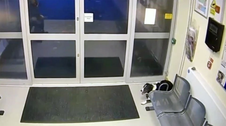 Perrita perdida entra en la estación de policía para reportar su desaparición 3 Perrita perdida entra en la estación de policía