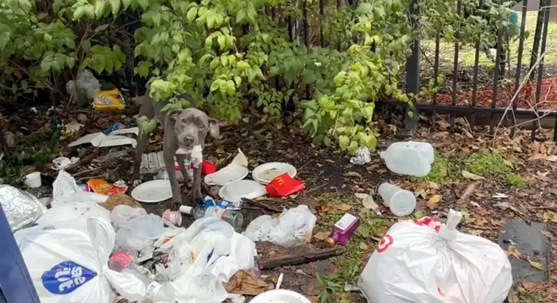 Perrita se esconde entre la basura