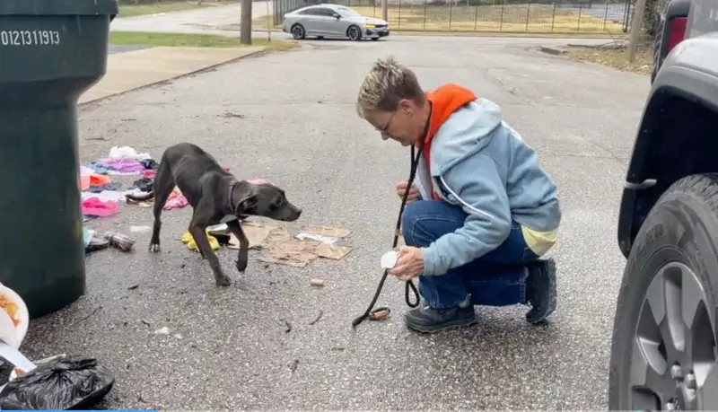 Perrita y rescatista