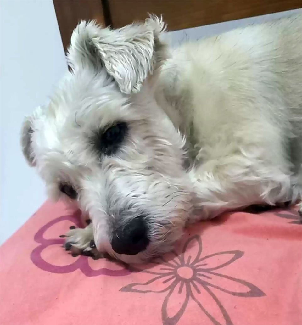 Perrito que era ciego está contento de ver de nuevo a su padre después de la cirugía 5 Perrito ciego