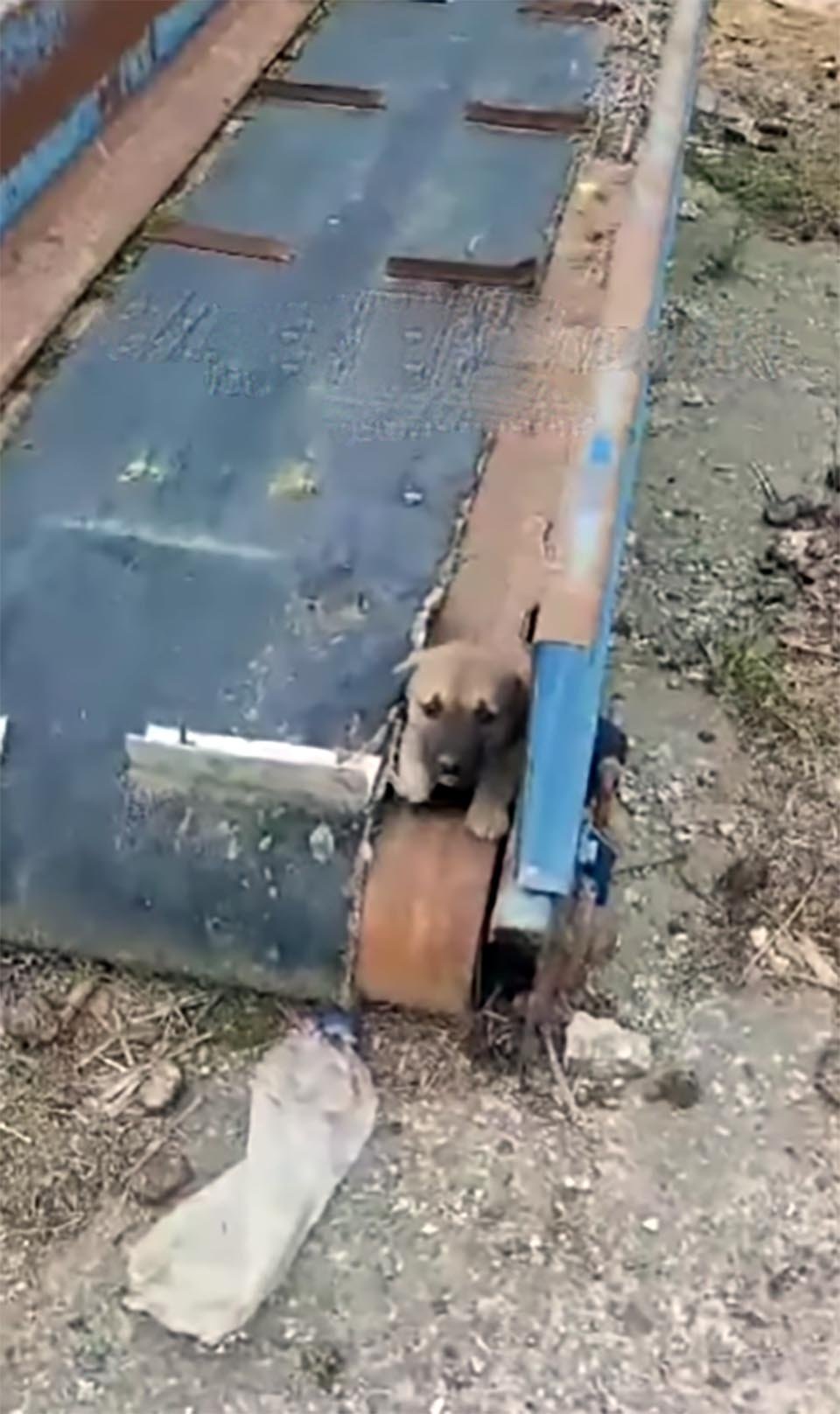 Rescatista de animales nota los ojos más tristes que la observan suplicando ayuda 3 Perrito es rescatado