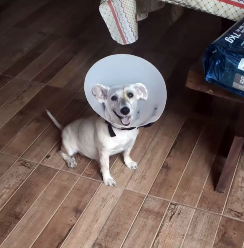 Perrito que era ciego está contento de ver de nuevo a su padre después de la cirugía 8 Perrito que era ciego está contento de ver de nuevo a su padre