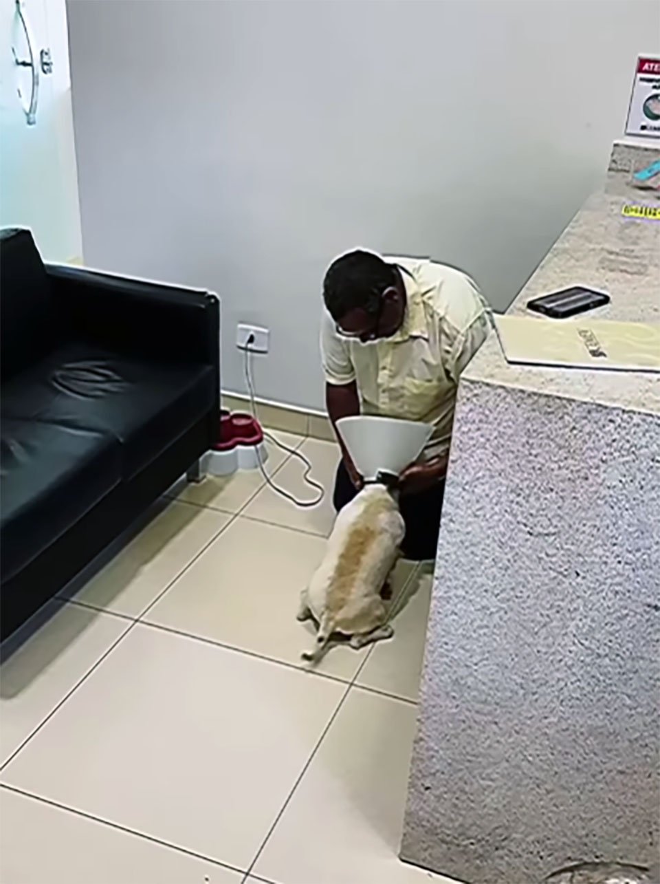 Perrito que era ciego está contento de ver de nuevo a su padre después de la cirugía 7 Perrito ve a su padre