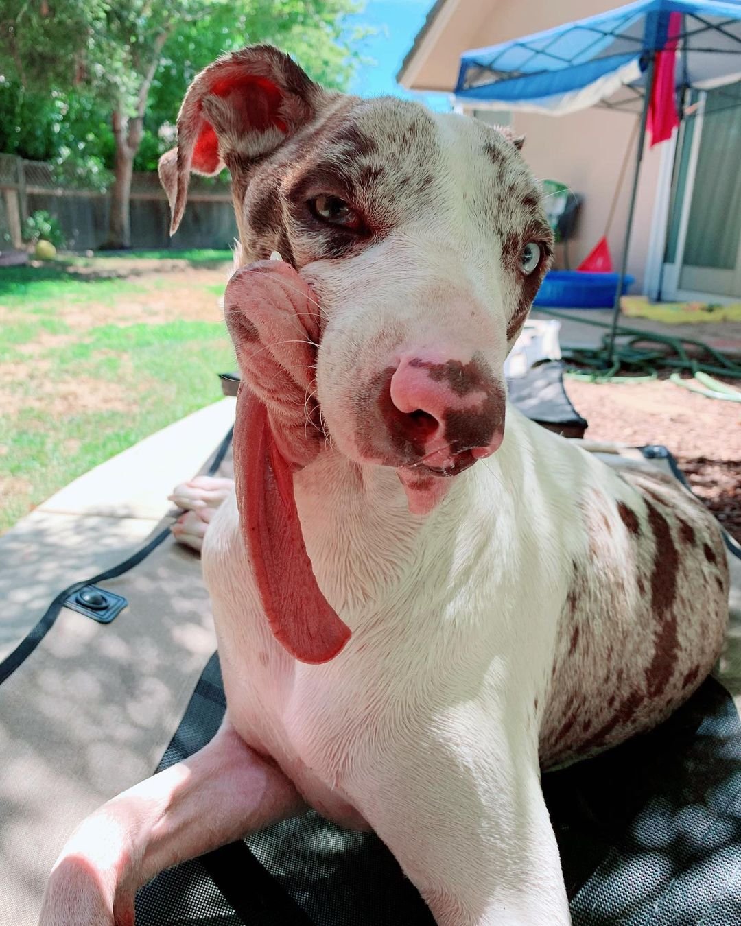 Perro tiene un rostro diferente a los demás, pero eso no le impide ser feliz 1 Perro con un rostro diferente a los demás