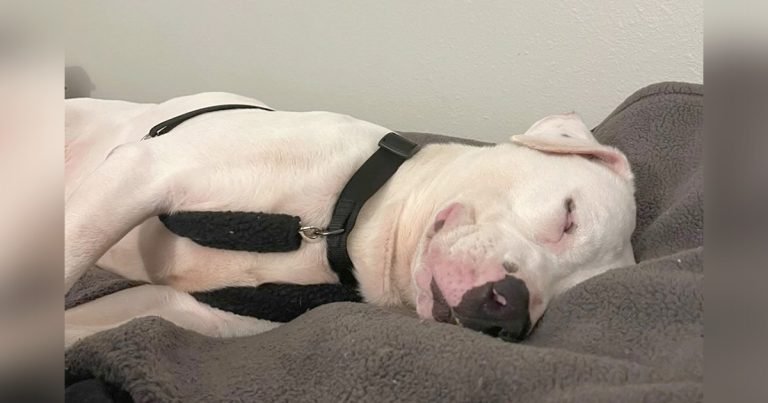 El perro más antiguo de un refugio no deja de sonreír al encontrar su hogar para siempre