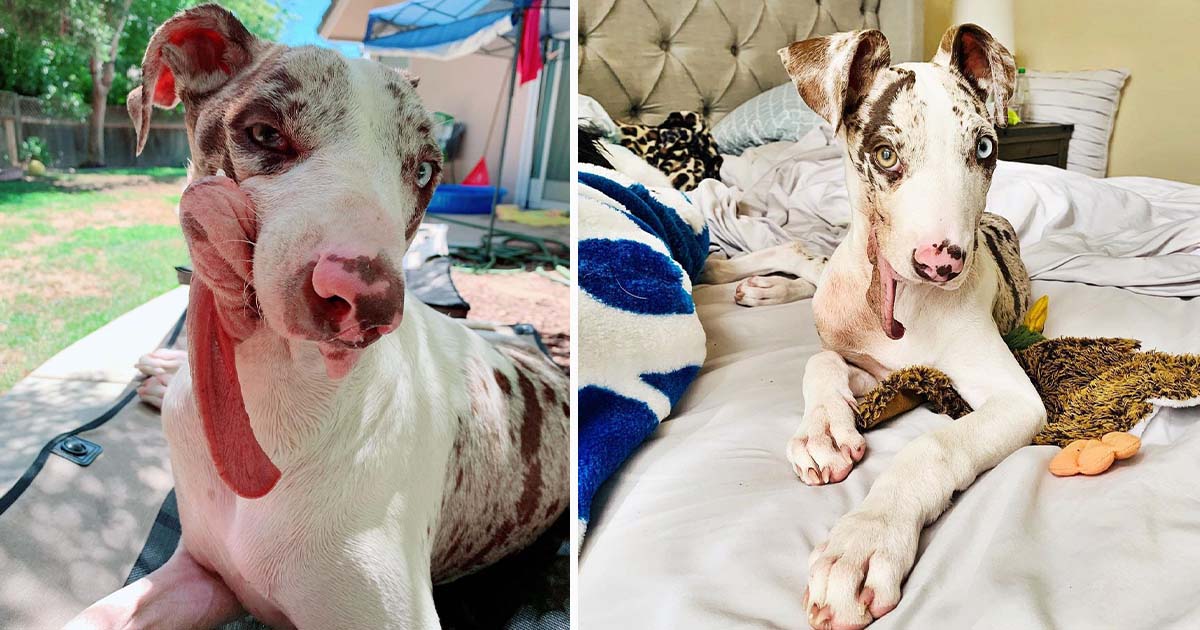 Perro tiene un rostro diferente a los demás, pero eso no le impide ser feliz