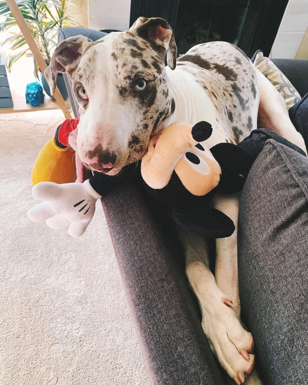 Perro tiene un rostro diferente a los demás, pero eso no le impide ser feliz 3 Perro y su peluche