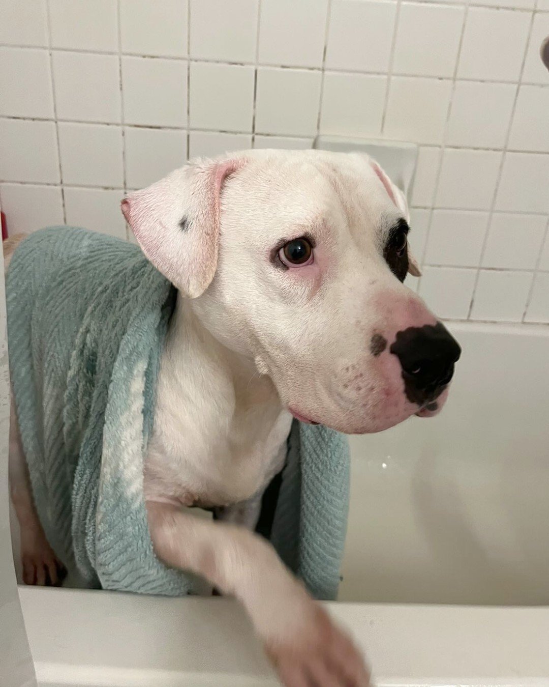 Petey baño