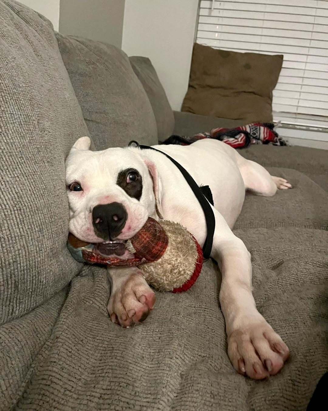 Petey jugando
