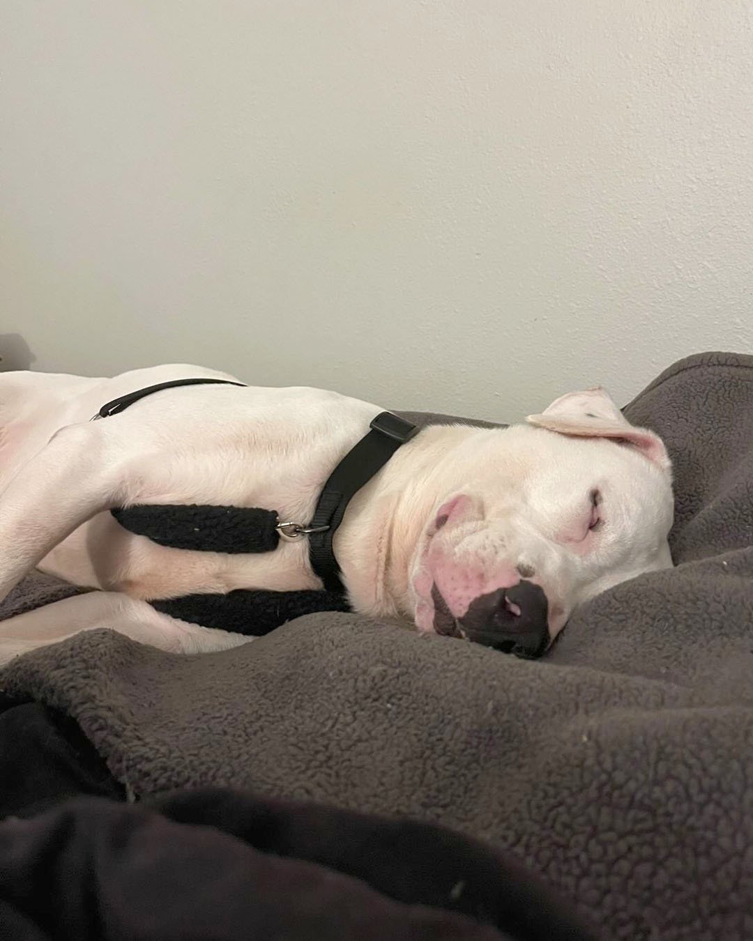 Petey sonriendo