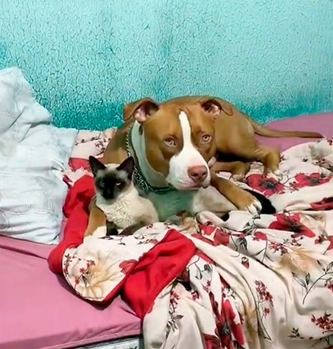 Pitbull adopta gato Pitbull adopta gato