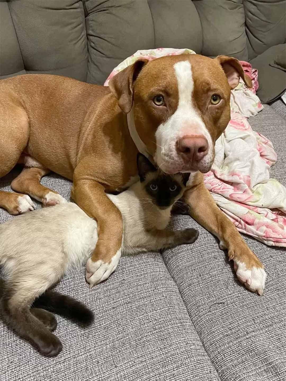 Pitbull amigo gato Pitbull amigo gato