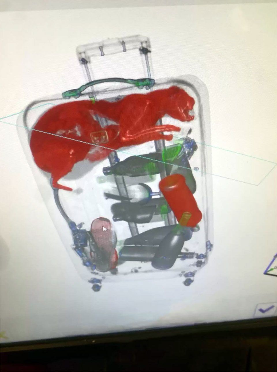 La seguridad aeroportuaria encuentra a alguien inesperado escondido en una maleta 4 Seguridad aeroportuaria encuentra gato en maleta