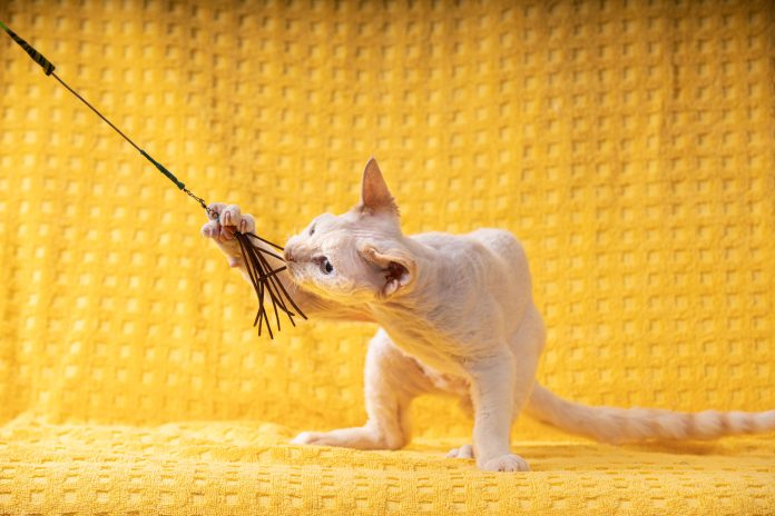 juguetes para gatos persas