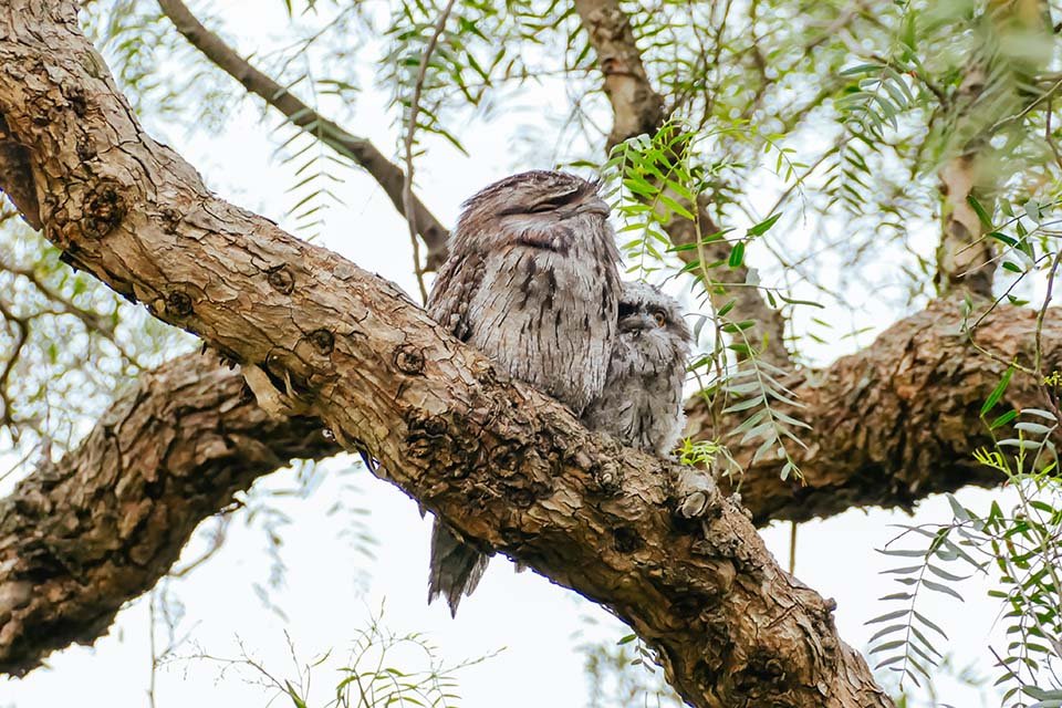 Buen samaritano encuentra una "bola de algodón" en el suelo y se da cuenta de que está viva 8 Aves australianas en un árbol