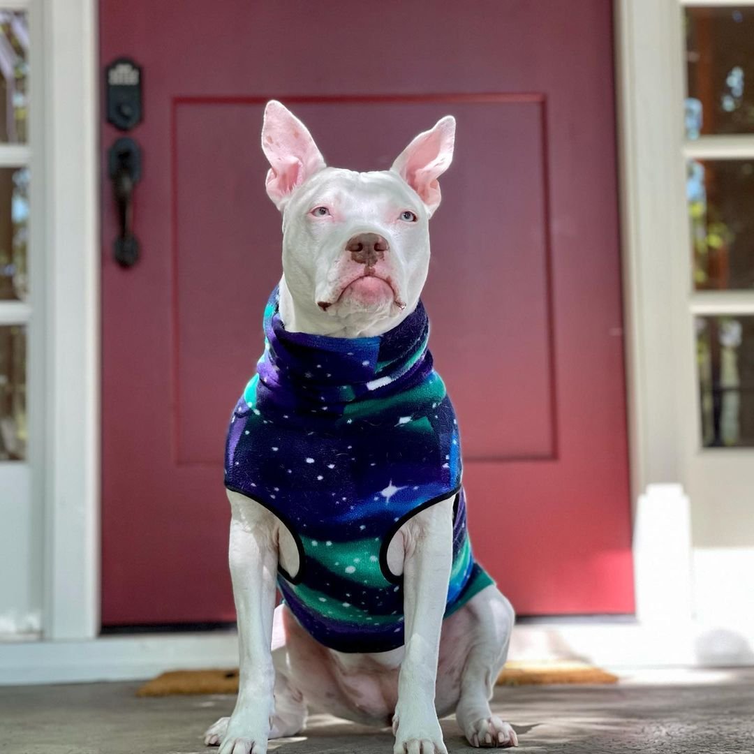 Perrita sorda es adoptada, pero cree que volverá al refugio de nuevo 12 Blu usando un saco