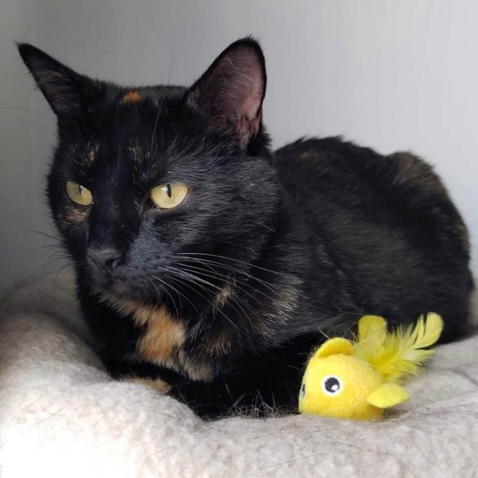 Gata sin hogar elige el lugar adecuado para que sus gatitos no tengan que vivir otro día afuera 6 Gata sin hogar es rescatada