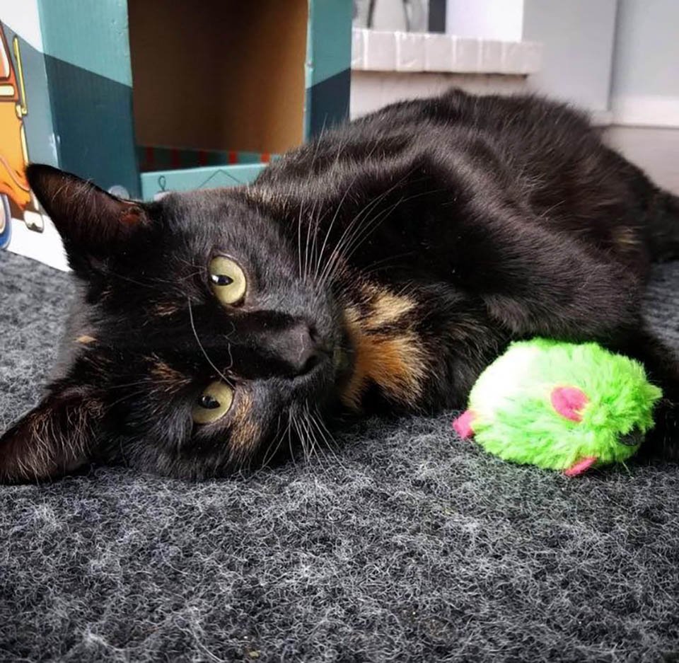 Gata sin hogar elige el lugar adecuado para que sus gatitos no tengan que vivir otro día afuera 9 Gata sin hogar
