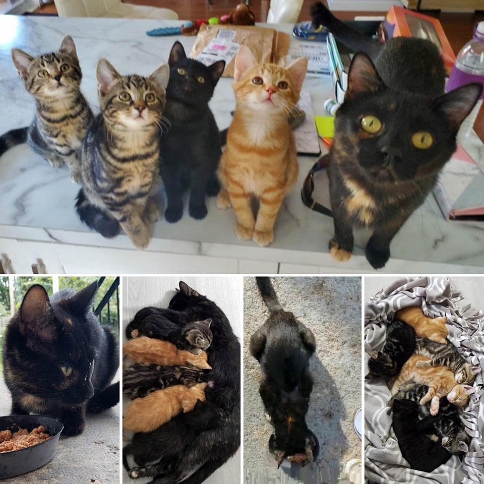 Gata sin hogar elige el lugar adecuado para que sus gatitos no tengan que vivir otro día afuera 7 Gatita rescatada y sus bebés