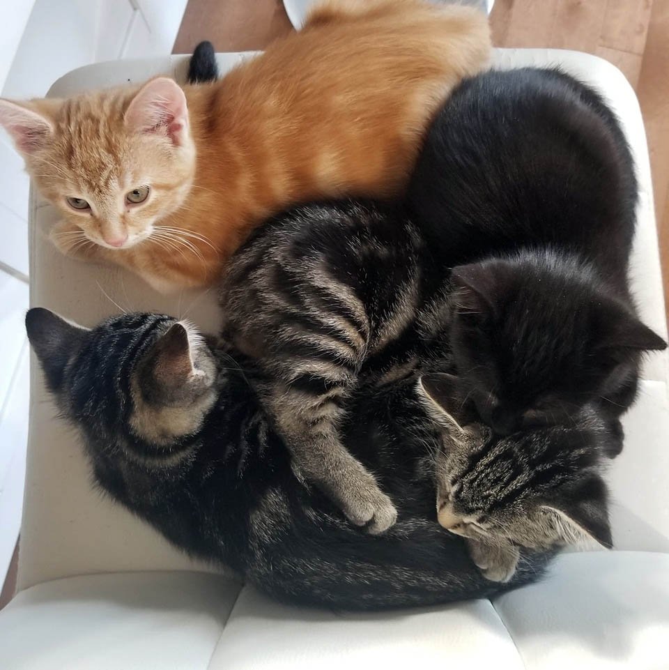 Gata sin hogar elige el lugar adecuado para que sus gatitos no tengan que vivir otro día afuera 8 Gatitos en adopción