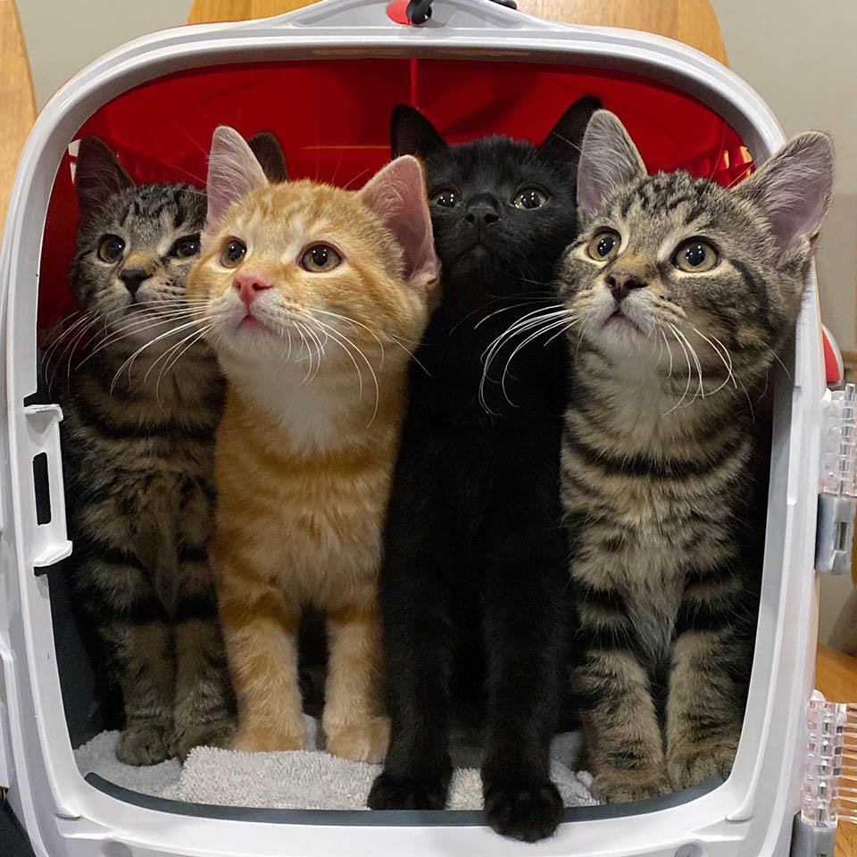 Gata sin hogar elige el lugar adecuado para que sus gatitos no tengan que vivir otro día afuera 10 Gatitos en el transportador