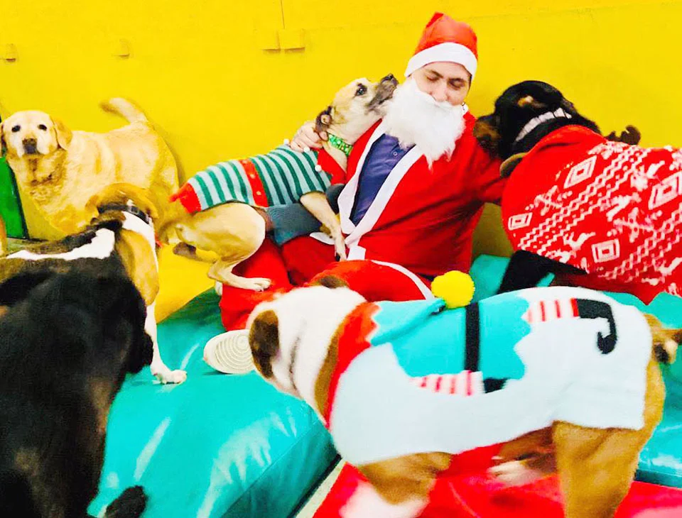 Perros de una guardería recrean la más adorable escena de la Natividad 9 Guarderia canina