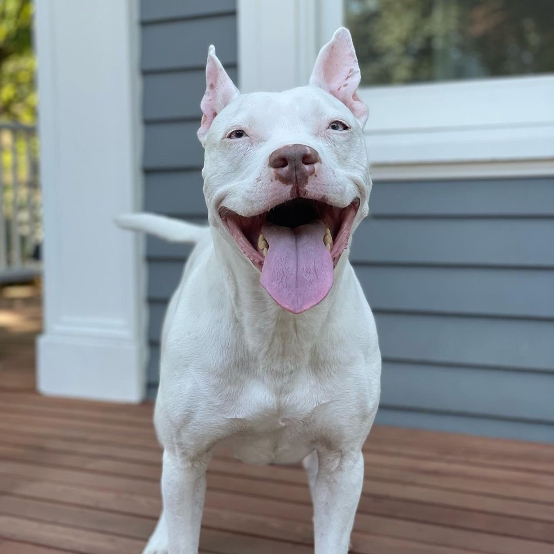 Perrita sorda es adoptada, pero cree que volverá al refugio de nuevo 7 Hermosa perrita pitbull