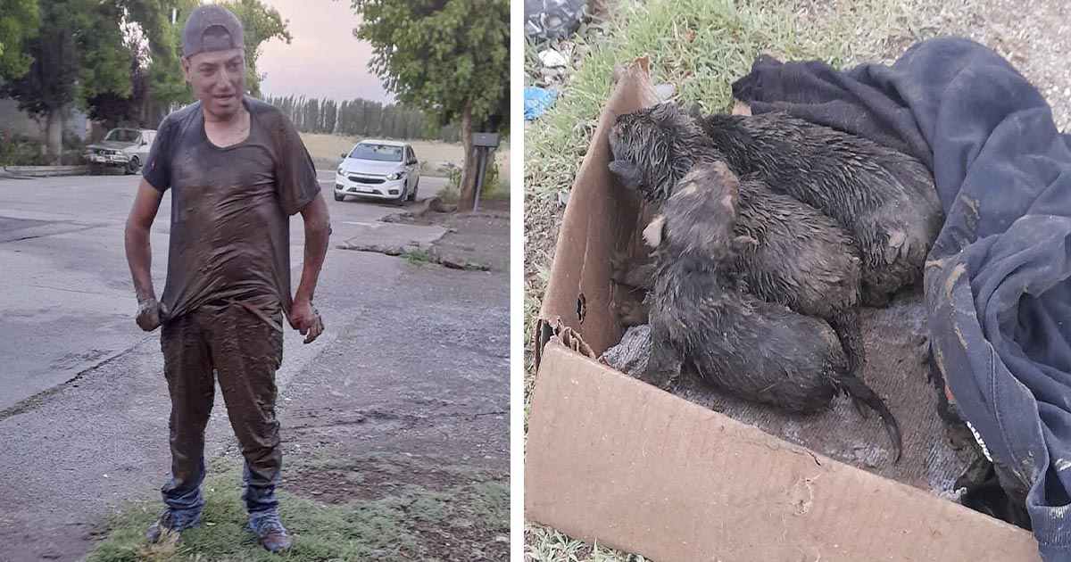 Hombre entra a un pozo para ayudar a una perrita y sus cachorros atrapados 1 Hombre entra a un pozo para rescatar a una perrita y sus cachorros