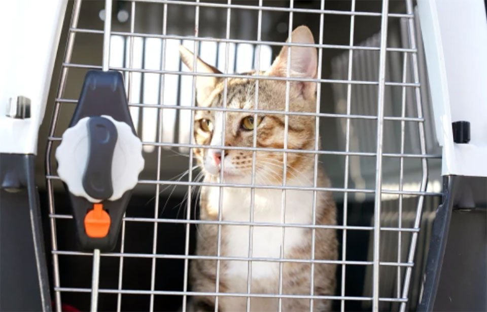 Jugadores de Inglaterra adoptan a un gato sin hogar que encontraron en Catar 4 Jugadores de Inglaterra adoptan a un gato sin hogar de Catar