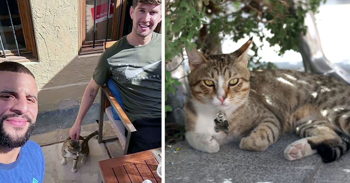 Jugadores de Inglaterra adoptan a un gato sin hogar que encontraron en Catar