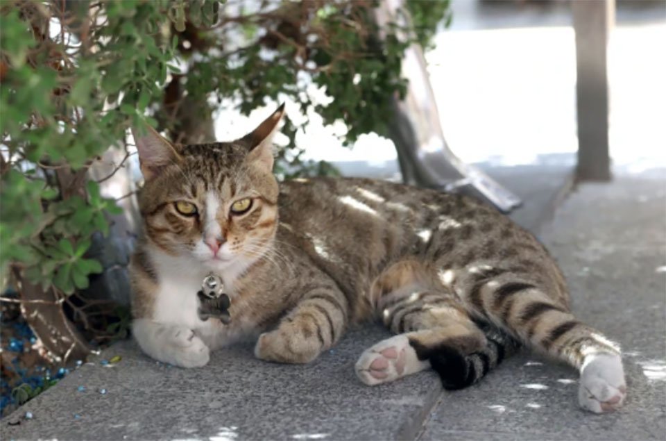 Jugadores de Inglaterra adoptan a un gato sin hogar que encontraron en Catar 3 Jugadores de Inglaterra adoptan a un gato sin hogar