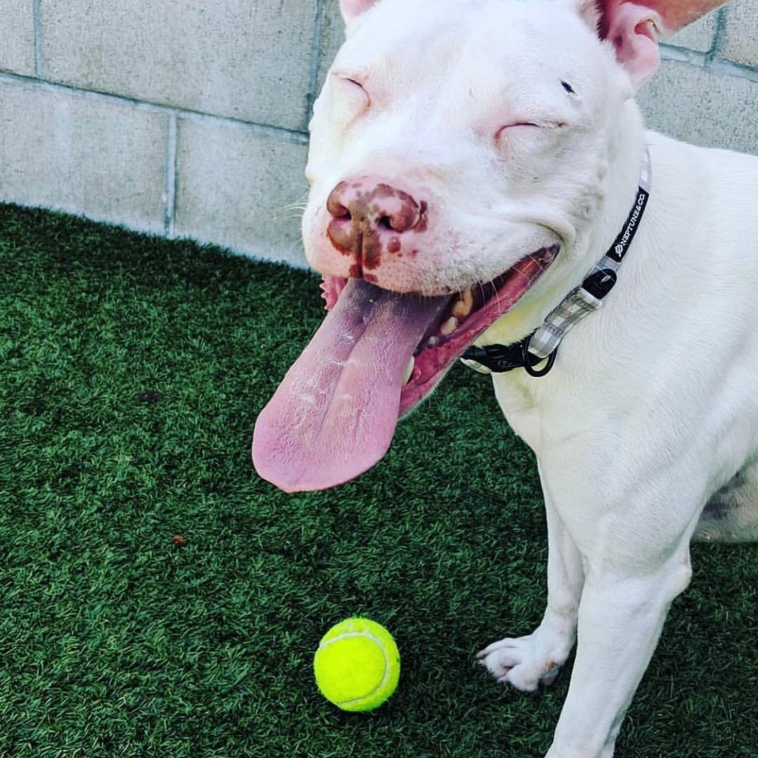 Perrita sorda es adoptada, pero cree que volverá al refugio de nuevo 8 Perrita feliz