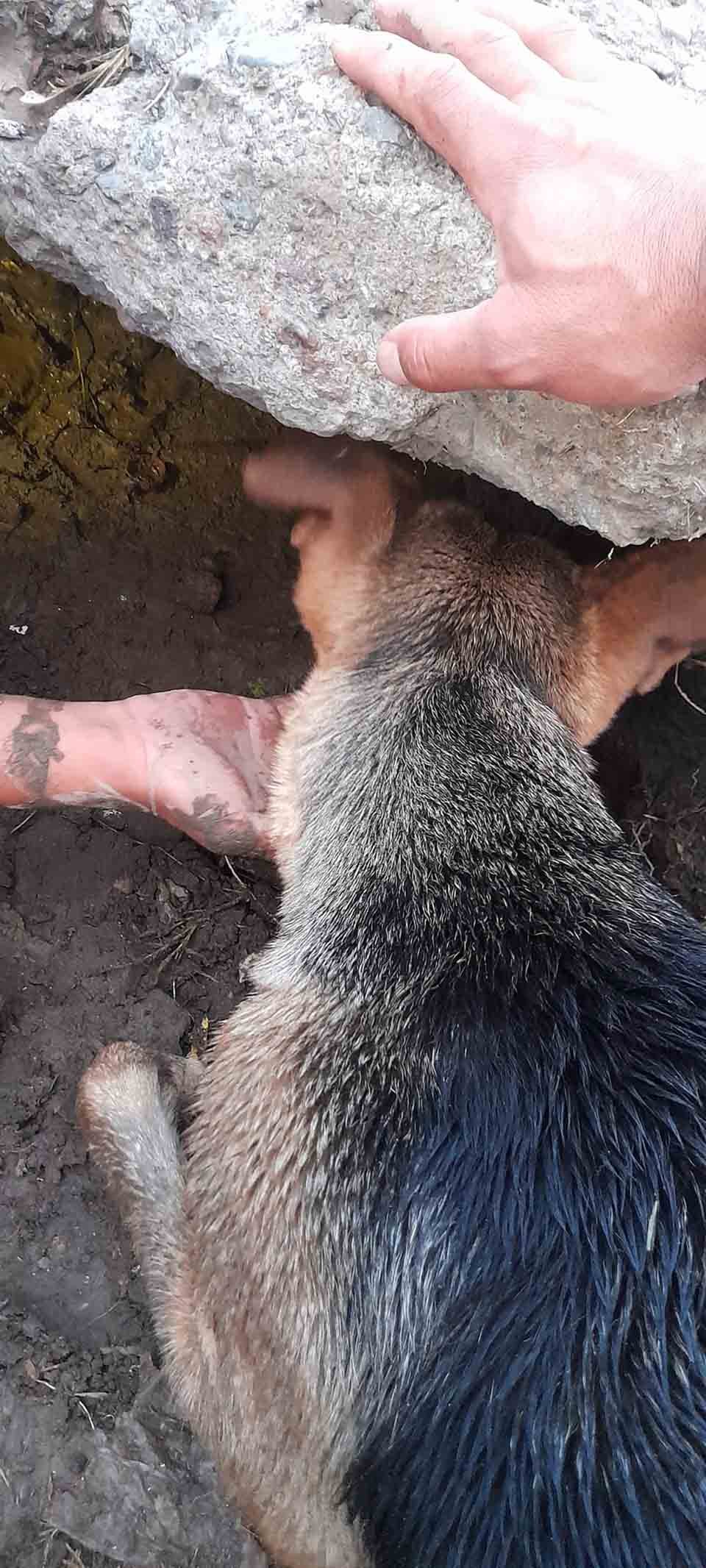 Hombre entra a un pozo para ayudar a una perrita y sus cachorros atrapados 6 Perrita rescatada