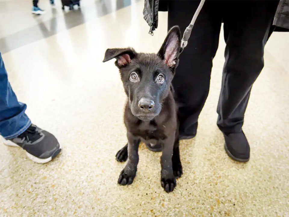 Piloto le brinda un hogar a un perrito abandonado en el aeropuerto meses atrás 6 Perrito abandonado en aeropuerto