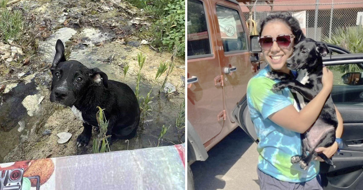 Perrito encontrado flotando en una caja en el río está muy feliz de tener una familia