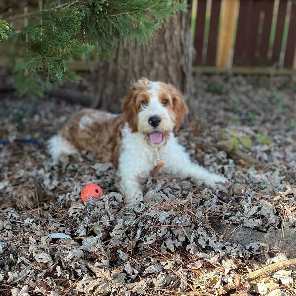 Perro es encontrado solo en el bosque usando agujas de pino como cama 4 Perrito rescatado