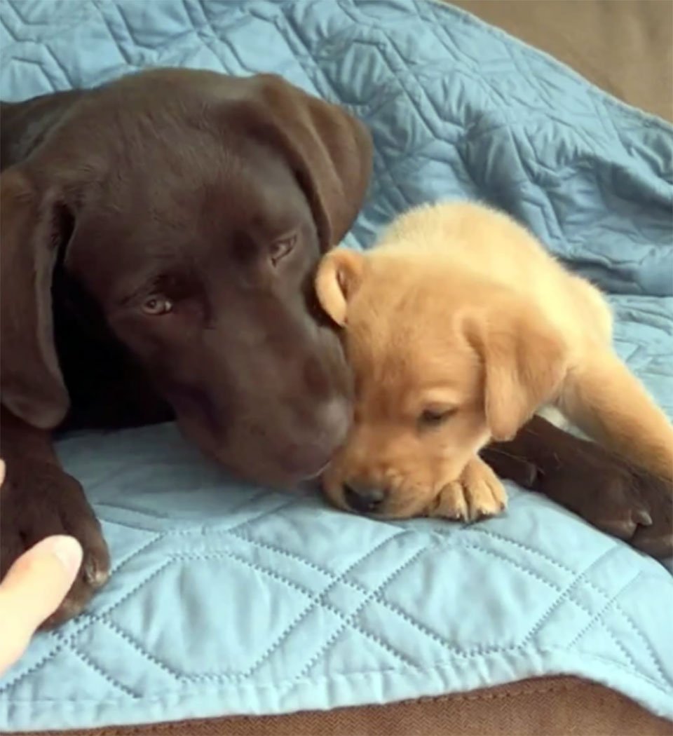 Perrita ansiosa tiene su propio cachorro de apoyo emocional 4 Perritos jugando