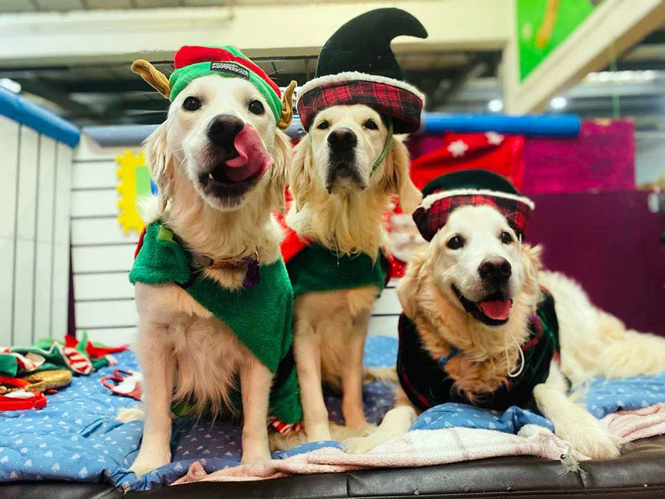 Perros de una guardería recrean la más adorable escena de la Natividad 10 Perritos vestidos para la Navidad