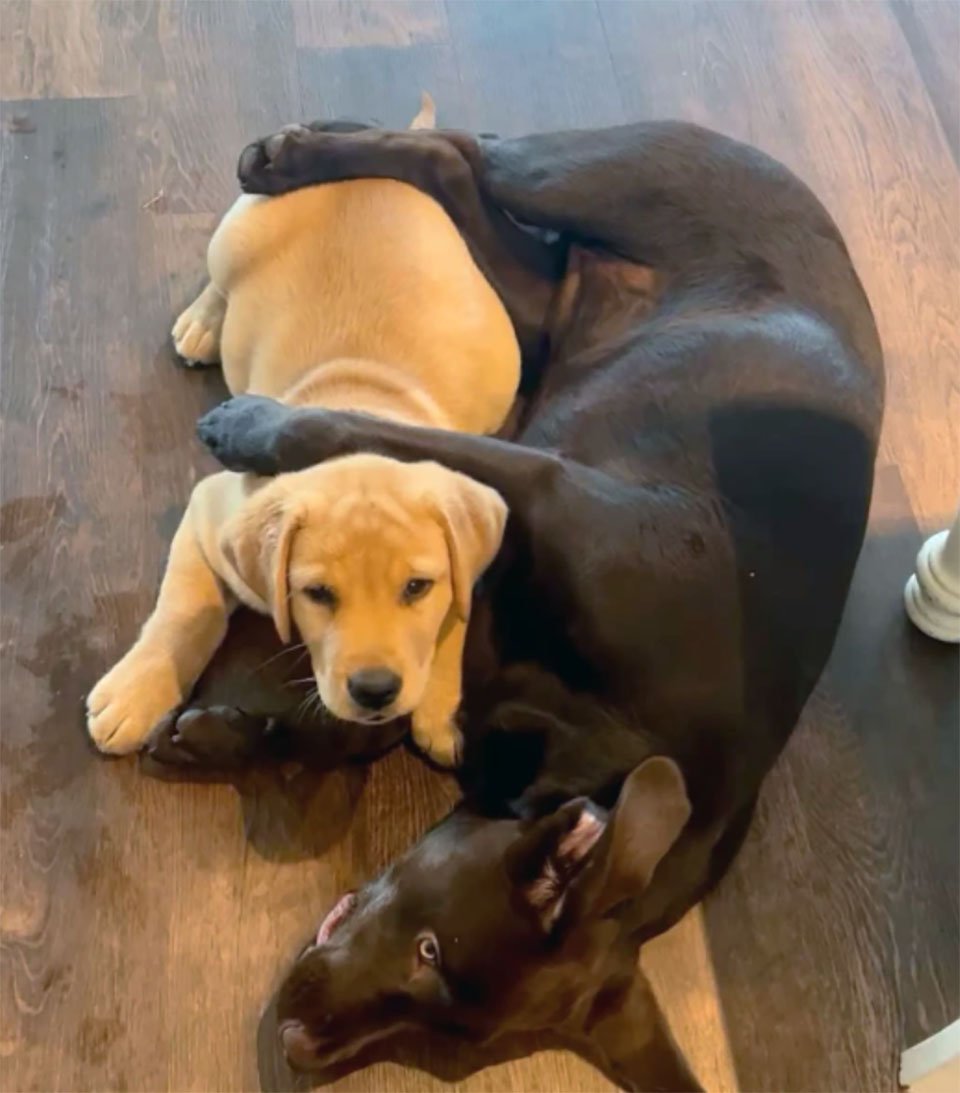 Perrita ansiosa tiene su propio cachorro de apoyo emocional 6 Perro ansioso tiene su propio cachorro de apoyo