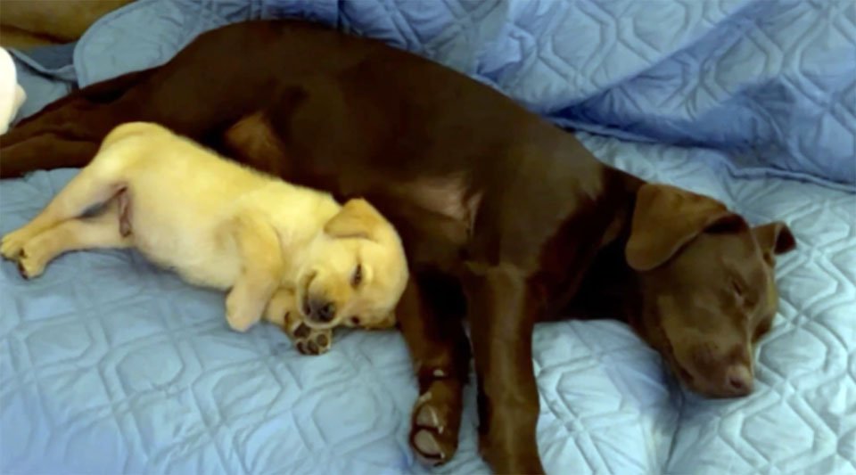 Perrita ansiosa tiene su propio cachorro de apoyo emocional 5 Perro ansioso y su cachorro de apoyo emocional