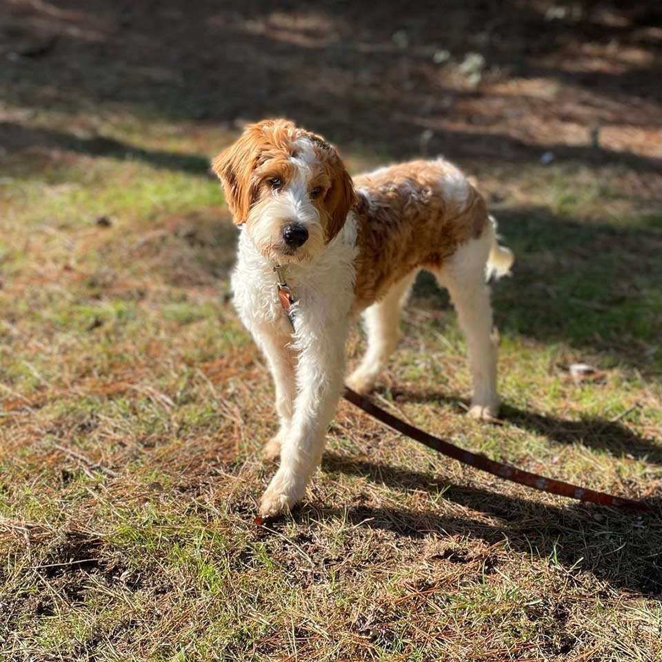 Perro es encontrado solo en el bosque usando agujas de pino como cama 6 Perro encontrado en el bosque