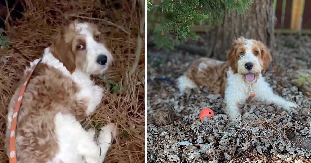 Perro es encontrado solo en el bosque usando agujas de pino como cama